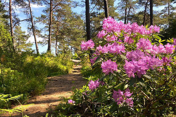 Turområde på Dømmesmoen