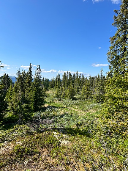 Tomteområde sommer