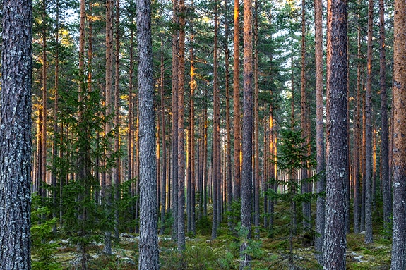 Bilde fra arbeidsgiver