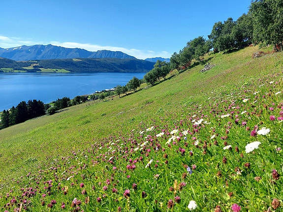 Frodige og fargerike Kvæfjord. Foto: Gyrd Harstad
