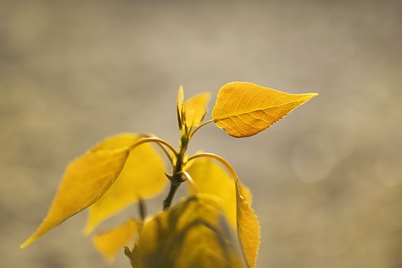 Bilde 4 av 4 i jobbannonse-galleriet