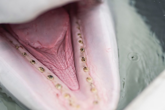 Whale dentists encouraged to apply. (Just kidding, but any marine mammal or veterinary experience is welcome!)