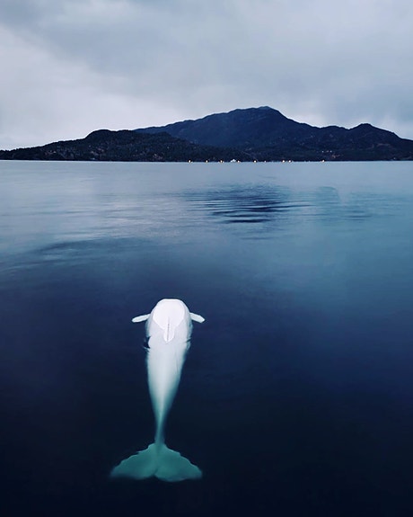 Requires travel to beautiful places. Balanced with home office and a flexible schedule.