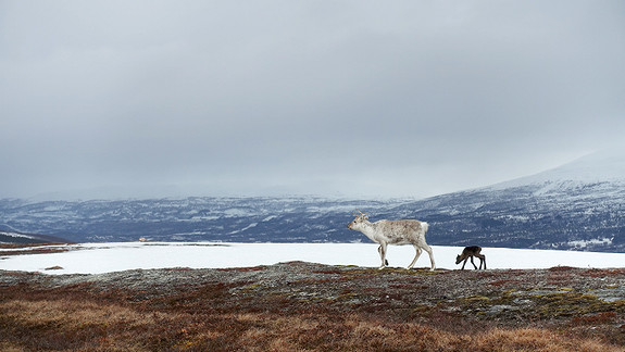 Foto: Trine Lise Helgerud