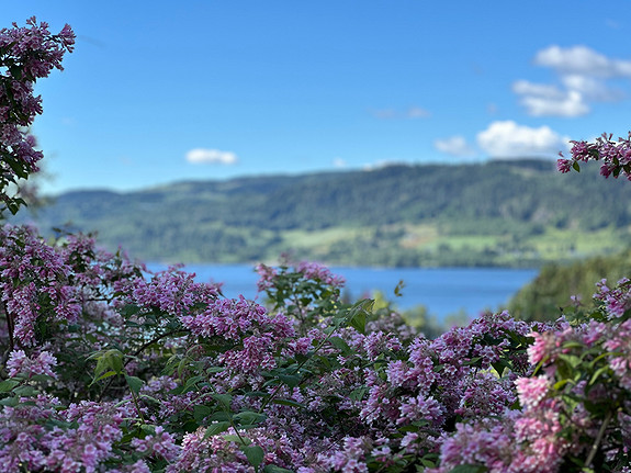 Vea ligger vakkert til ved Mjøsa i Moelv