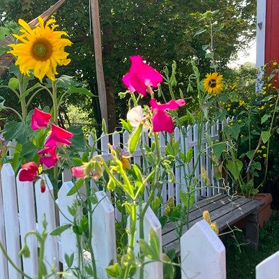 Vi er opptatt av hagen vår og det blomstrer og gror i den lille hagen foran huset, den store bak huset og i grønnsakshagen vår.