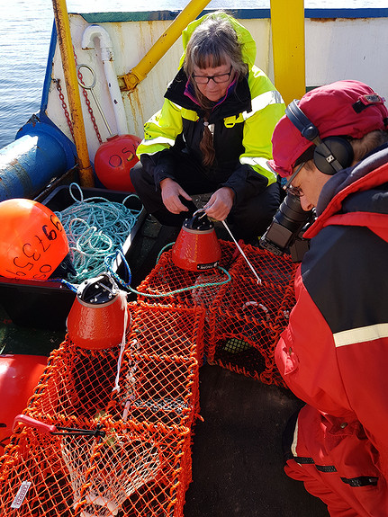 Preparing PingMe sensors on traps