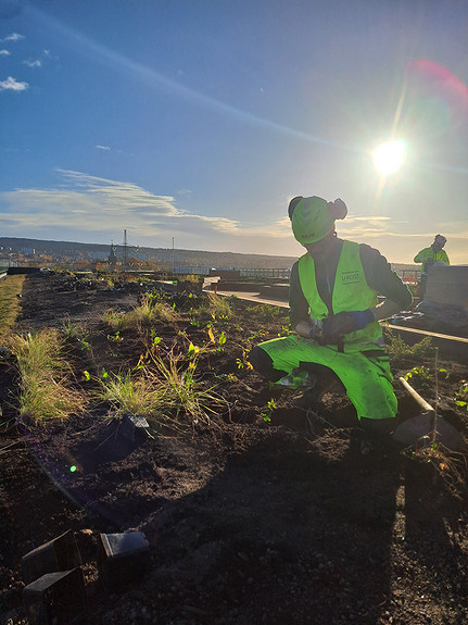 Etablering av takhage på Construction City