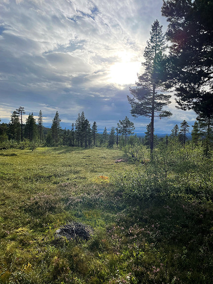 Gåsbu er et flott turterreng også på sommerstid - både på og utenfor stier