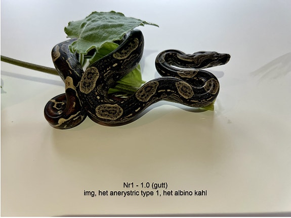 Product image 1 of 10
