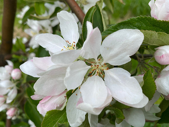 Det er eit fint område å arbeida i under fruktblomstringa