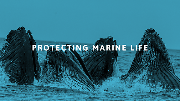 Bilde 1 av 1 i jobbannonse-galleriet