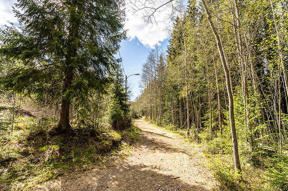 Lysløypa på Skogen Sør