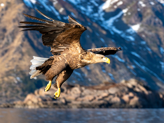 Ørn som er våre nære naboer og som vi ser svært ofte.