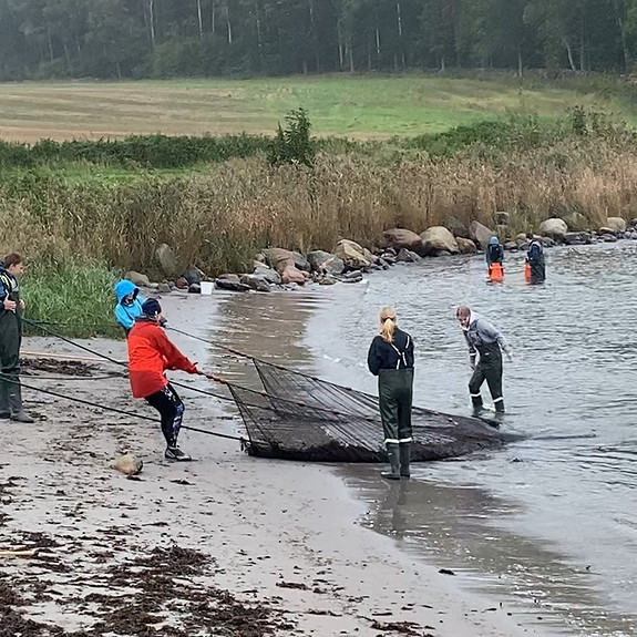 Trekke strandnot på Karlsvika naturskole