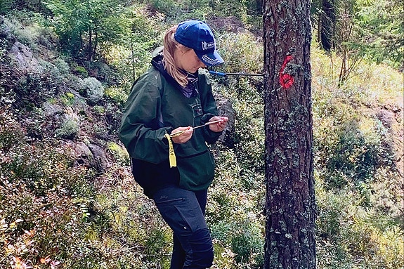 Mathilde Toverød finner her alderen på treet med en borprøve fra et tilvekstbor i forbindelse med en prøveflatetaksering.