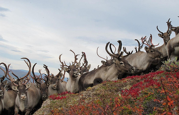 Foto: Øyvind Angard_Villrein Breheimen.