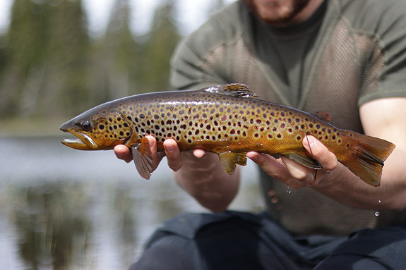 Fluefiske i skogsvann_foto Sondre Breian