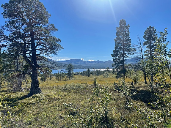 Fantastisk hyttetomt med panoramautsikt i Ånegga - Kampanjepris!