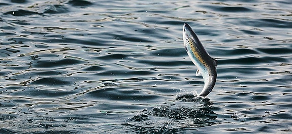 Bilde 3 av 4 i jobbannonse-galleriet