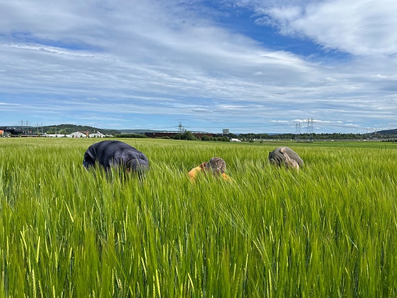 Erik og Anne (to av dine nye kolleger) sjekker jord- og plantehelse sammen med rådgiver Vibhoda fra Sunn Jord.