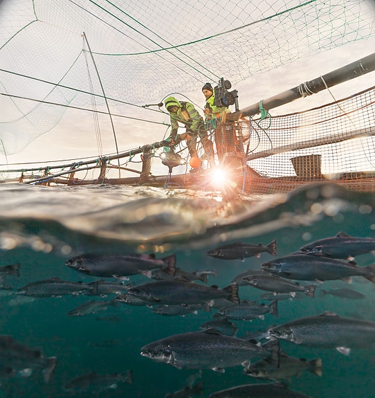 Bilde 3 av 4 i jobbannonse-galleriet