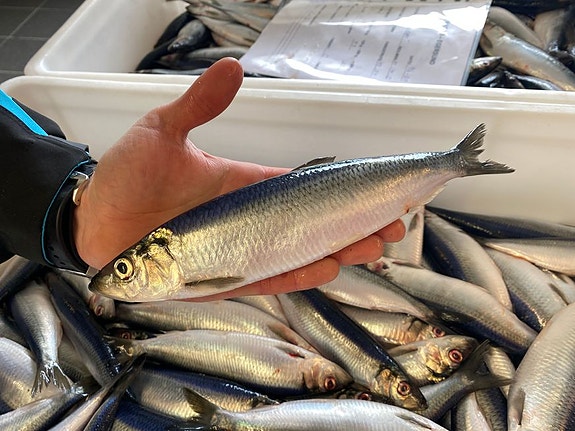 Bilde 4 av 4 i jobbannonse-galleriet