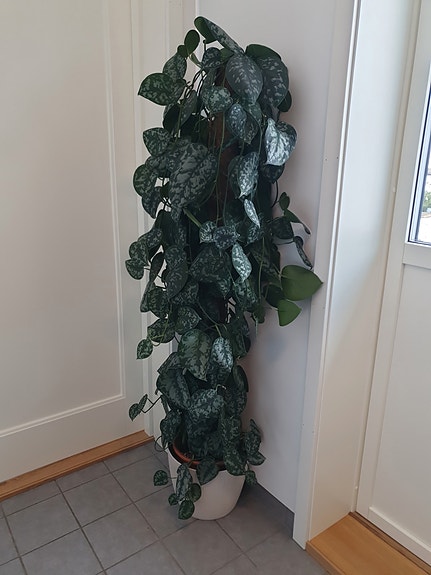 Paypoqdagi ajoyib xonim bilan jinsiy aloqa