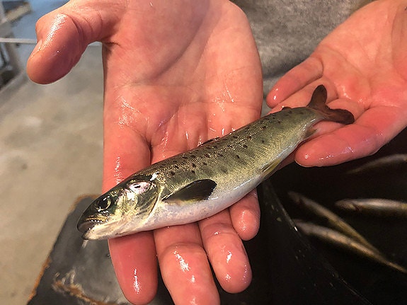 Bilde 4 av 6 i jobbannonse-galleriet