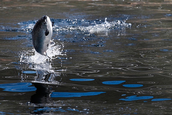 Bilde 5 av 5 i jobbannonse-galleriet