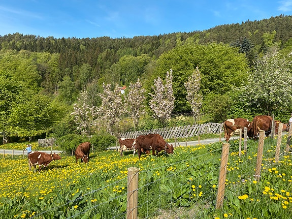 Bilde 5 av 5 i jobbannonse-galleriet