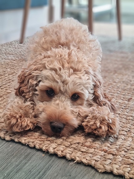 Gledes sprederen Bella