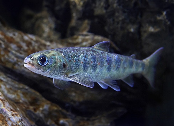 Bilde 1 av 6 i jobbannonse-galleriet