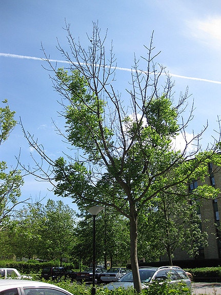 Tilstandsvurdering og diagnostisering av sykdom på trær