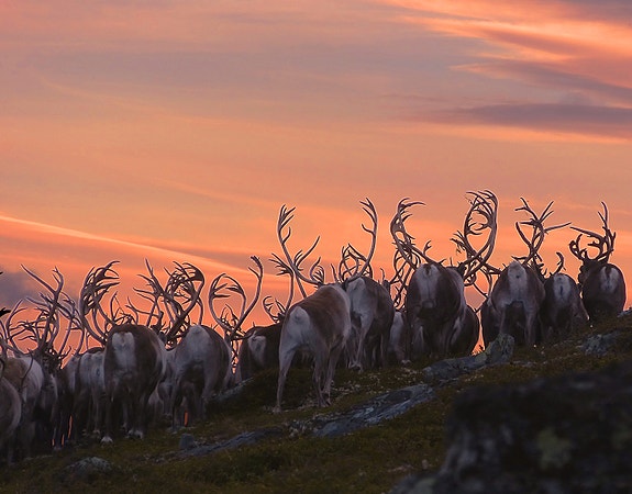 Storbukkar i siluett. Foto: Per Steinar Løkken
