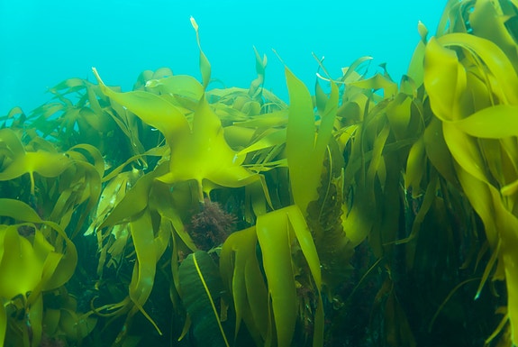 Bilde 2 av 5 i jobbannonse-galleriet