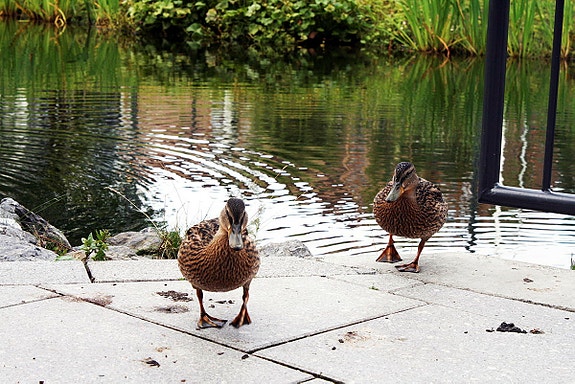 Bilde 2 av 4 i jobbannonse-galleriet