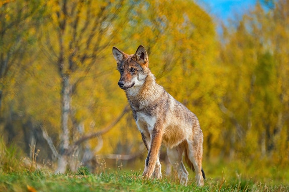 Bilde 4 av 4 i jobbannonse-galleriet