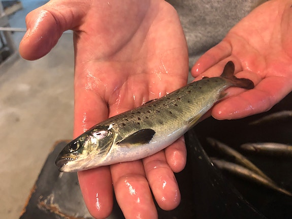 Bilde 1 av 5 i jobbannonse-galleriet