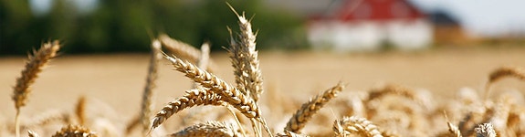 Bilde 1 av 2 i jobbannonse-galleriet