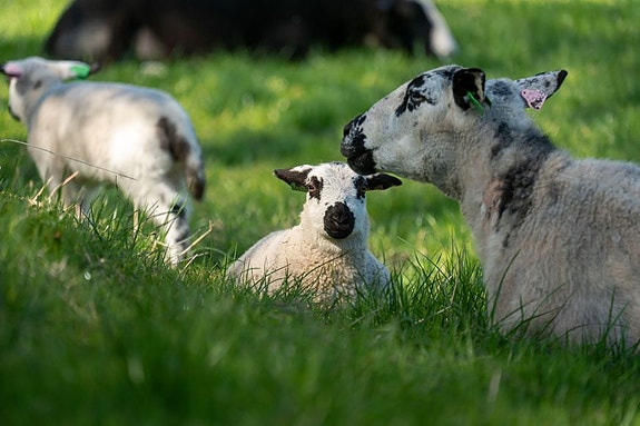 Bilde 4 av 5 i jobbannonse-galleriet