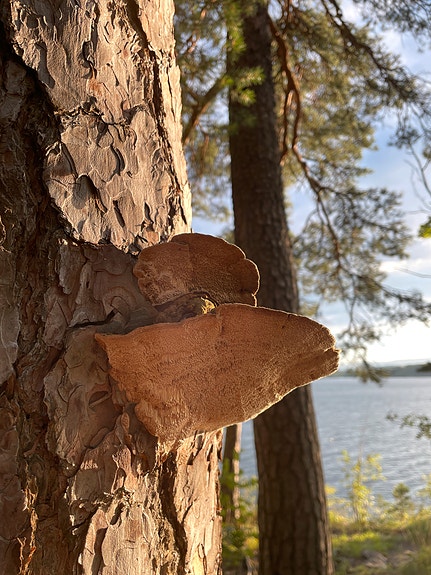 Diagnostisering av sopp som vokser på trær