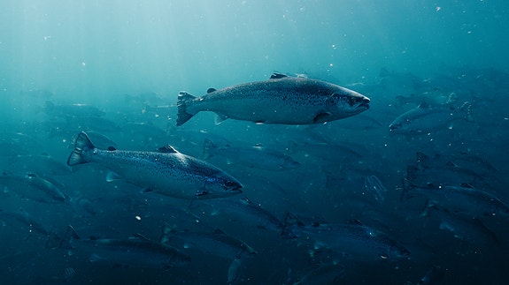 Bilde 3 av 5 i jobbannonse-galleriet