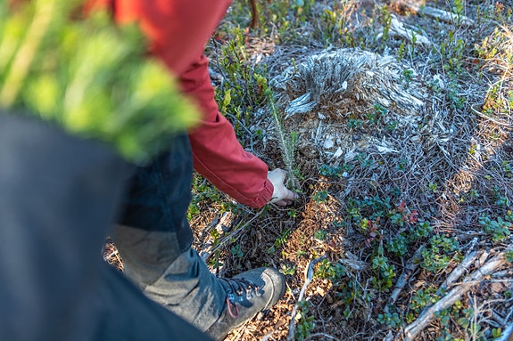 Bilde 5 av 6 i jobbannonse-galleriet