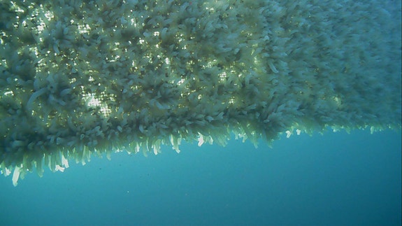 Ciona er en ny kilde til mat som kan produseres lokalt – og i store volumer – med minimale klimautslipp. Råvaren videreforedles til en ingrediens (Purply) som passer perfekt i retter hvor du vanligvis bruker kjøttdeig.