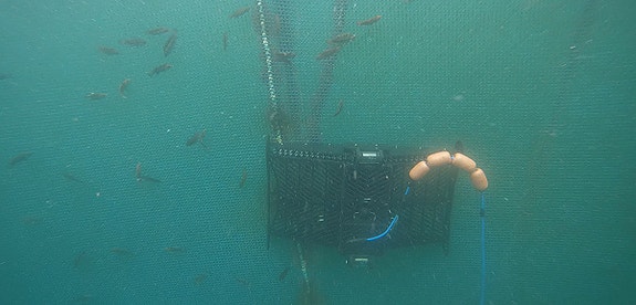 Bilde 2 av 2 i jobbannonse-galleriet