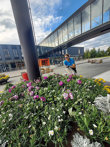 Planting og vedlikehold av sommerblomster