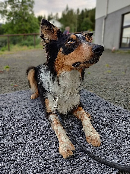 Bilde 10 av 10 i jobbannonse-galleriet