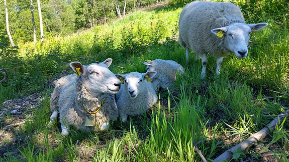 Bilde 4 av 5 i jobbannonse-galleriet