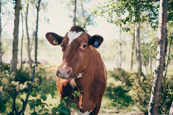 Bilde 6 av 6 i jobbannonse-galleriet